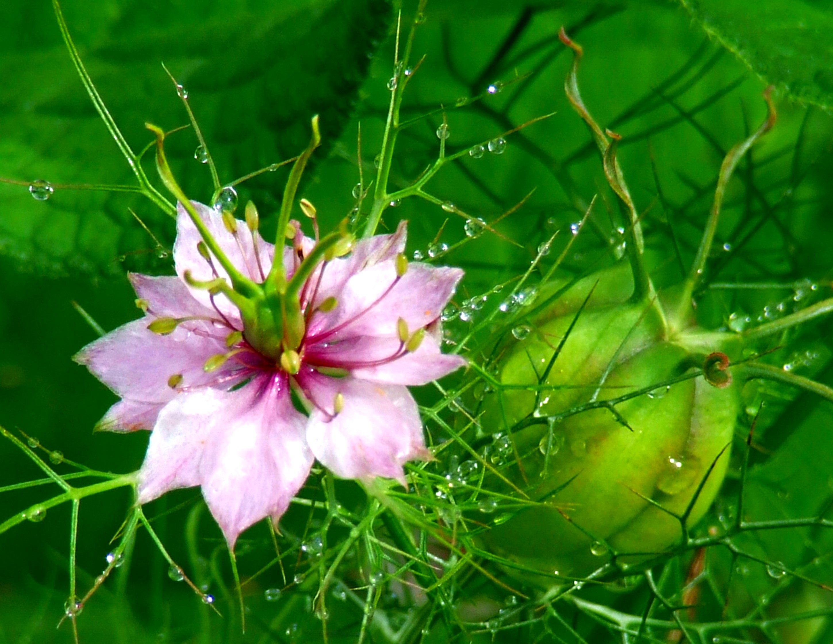  LOVE IN A MIST Bill Bagley Photography